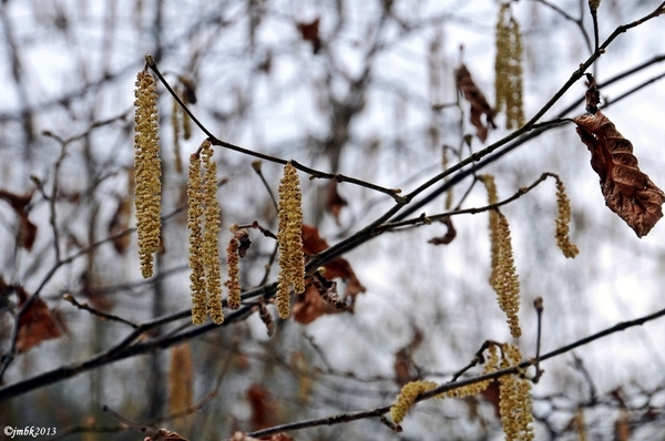 Oud-Herverlee Bos