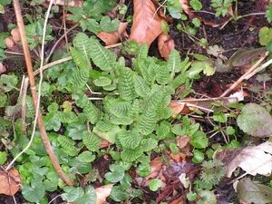 slanke sleutelbloem