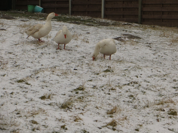 2013-03- 23 Michelbeke 006