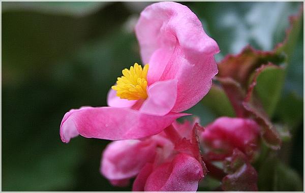 Begonia corallina