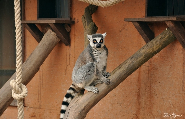 Pairi Daiza 2013 30 maart-112