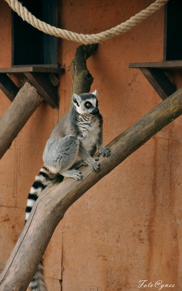 Pairi Daiza 2013 30 maart-113