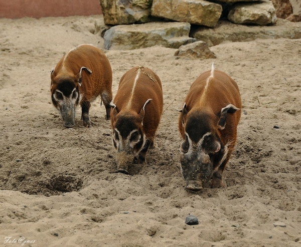 Pairi Daiza 2013 30 maart-126