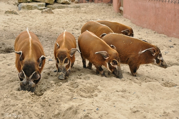 Pairi Daiza 2013 30 maart-130