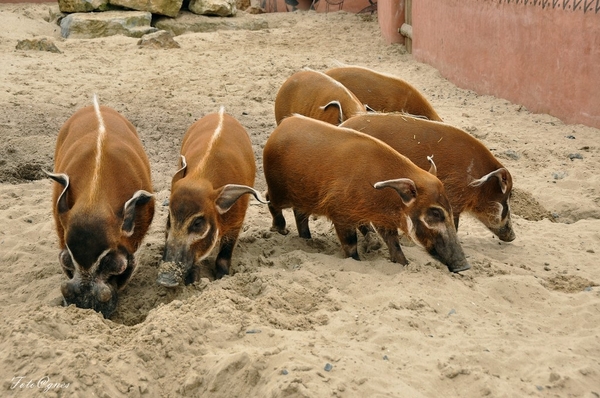 Pairi Daiza 2013 30 maart-131