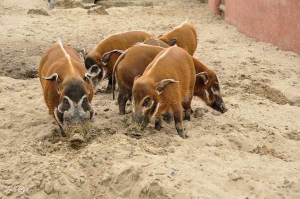 Pairi Daiza 2013 30 maart-132