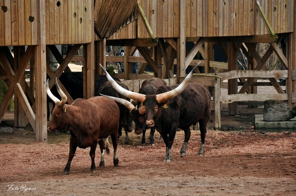 Pairi Daiza 2013 30 maart-161