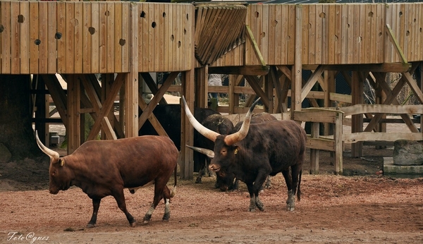 Pairi Daiza 2013 30 maart-162