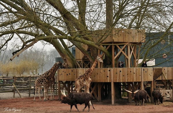 Pairi Daiza 2013 30 maart-163