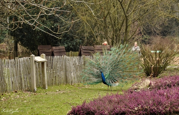 Pairi Daiza 2013 30 maart-41