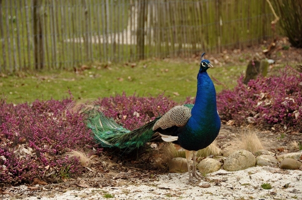 Pairi Daiza 2013 30 maart-51