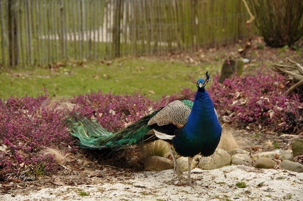 Pairi Daiza 2013 30 maart-52