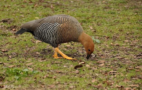 Pairi Daiza 2013 30 maart-58