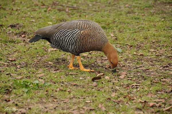 Pairi Daiza 2013 30 maart-59