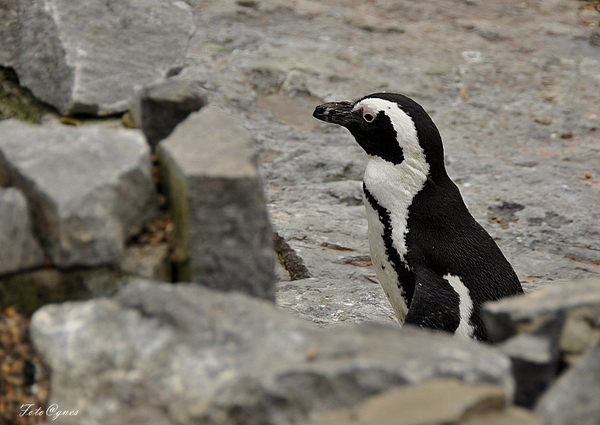 Pairi Daiza 2013 30 maart-66