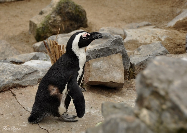 Pairi Daiza 2013 30 maart-68