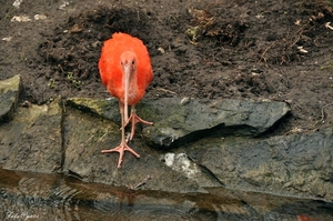 Pairi Daiza 2013 30 maart-395