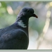 Houtduif - Columba palumbus  IMG 565