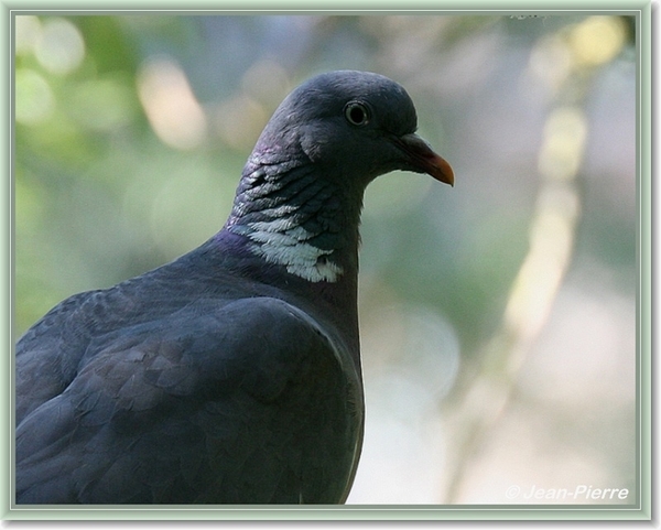 Houtduif - Columba palumbus  IMG 565