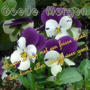Lente