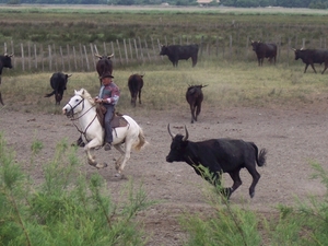 Provence _Arles omg. _Gardian met stieren in de Camargue