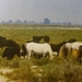 Provence _Arles omg. _wilde paarden en stieren