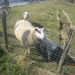 Wandeling in Kanne 7-4-2013 173