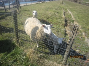 Wandeling in Kanne 7-4-2013 173