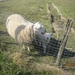 Wandeling in Kanne 7-4-2013 174