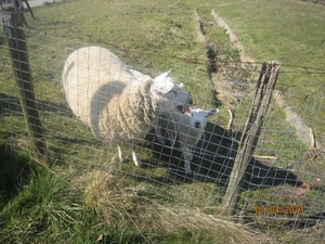 Wandeling in Kanne 7-4-2013 174