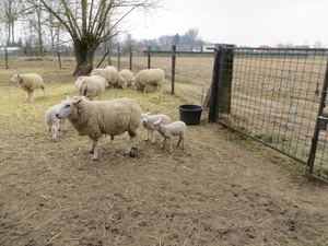 2013-04-06 Aalst 015
