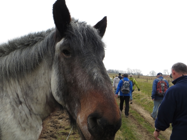 2013-04-08 Woubrechtegem 025