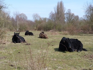 52-Gallowayrunderen in volle natuur....