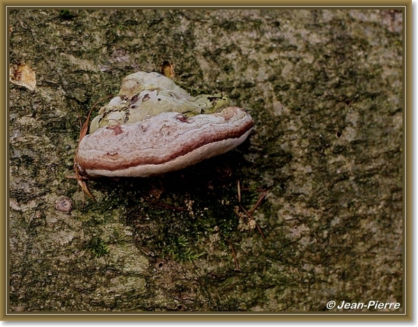 Platte tonderzwam - Ganoderma lipsiense IMG-1650