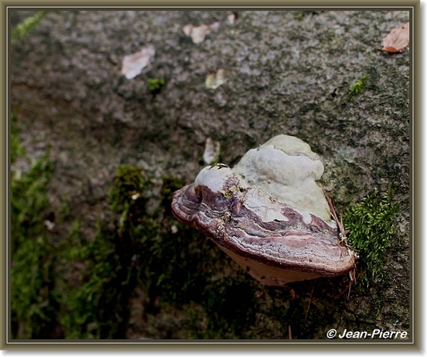 Platte tonderzwam - Ganoderma lipsiense IMG-1669
