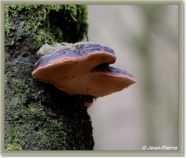 Platte tonderzwam - Ganoderma lipsiense IMG-1686