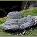 Platte tonderzwam - Ganoderma lipsiense IMG-2159