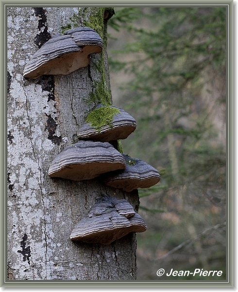 Platte tonderzwam - Ganoderma lipsiense IMG-2229