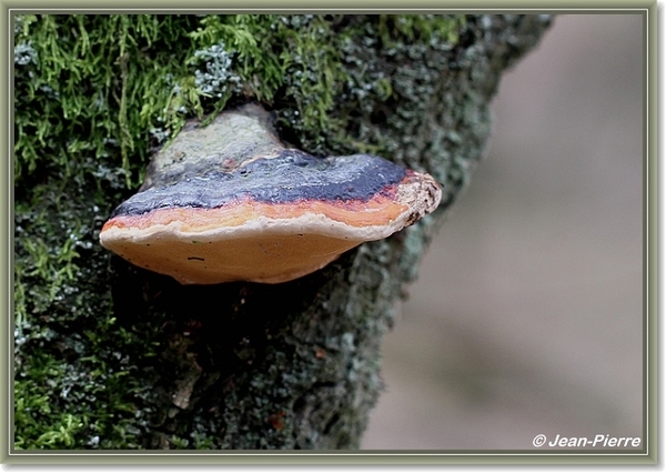 Platte tonderzwam - Ganoderma lipsiense IMG -1727