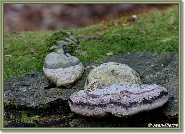 Platte tonderzwam - Ganoderma lipsiense IMG-2168