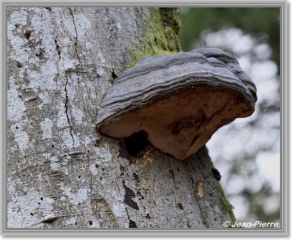 Platte tonderzwam - Ganoderma lipsiense IMG-2191