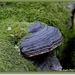 Platte tonderzwam - Ganoderma lipsiense IMG-2202