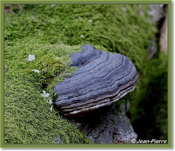 Platte tonderzwam - Ganoderma lipsiense IMG-2202