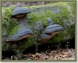 Platte tonderzwam - Ganoderma lipsiense IMG-2268