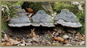 Platte tonderzwam - Ganoderma lipsiense IMG-2625