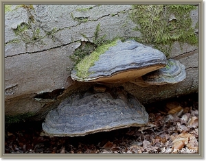 Platte tonderzwam - Ganoderma lipsiense IMG2220