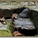 Platte tonderzwam - Ganoderma lipsiense IMG2661