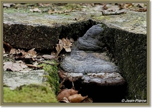 Platte tonderzwam - Ganoderma lipsiense IMG2661