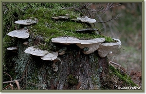 Platte tonderzwam - Ganoderma lipsiense IMG2739