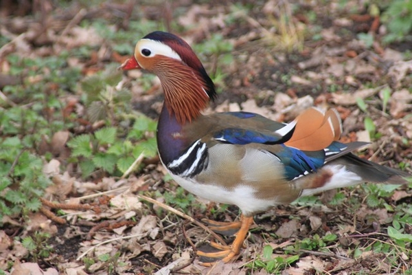 Leopoldsburg - Hasselt